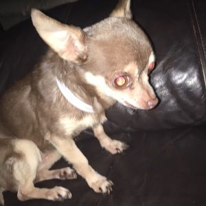 Meet your Posher, Shellie